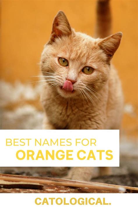 Top 200+ Names For Orange Cats: Funny, Traditional, Unique, And More! | Cat names, Orange cats ...