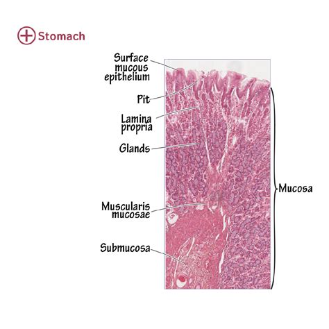 Histology Glossary: Histology - Stomach | ditki medical & biological ...