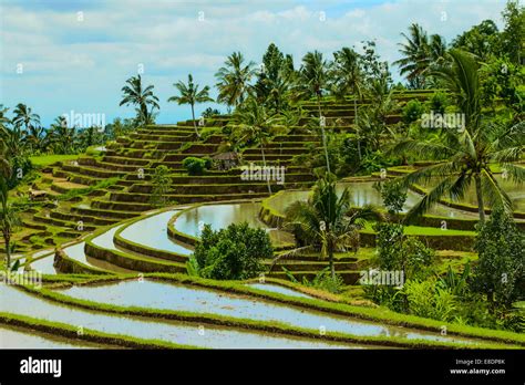 Bali rice fields Stock Photo - Alamy