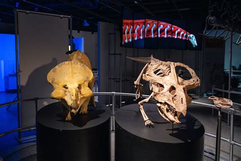 More dinosaurs headed to U-M Museum of Natural History | Arts & Culture