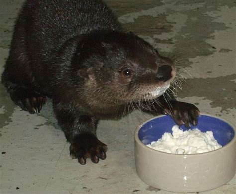 baby otter eating cottage cheese | Otters cute, Otters, Baby otters