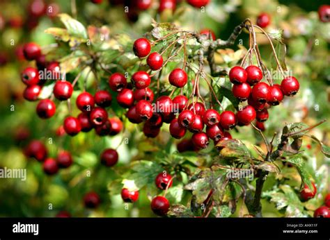 Hawthorne berries Stock Photo - Alamy