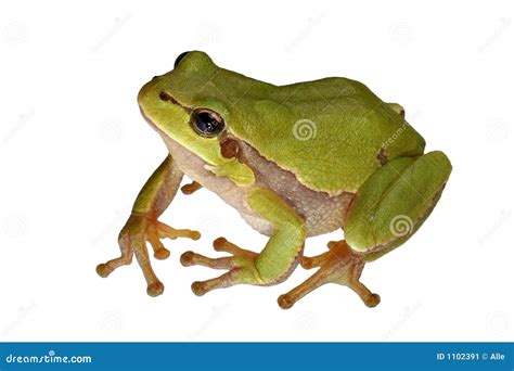 Arbre-grenouille Image stock - Image: 1102391