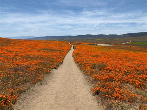 Visiting And Hiking The Antelope Valley California Poppy Reserve During ...