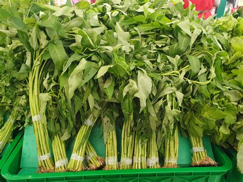 Kangkong Leaves Information, Recipes and Facts