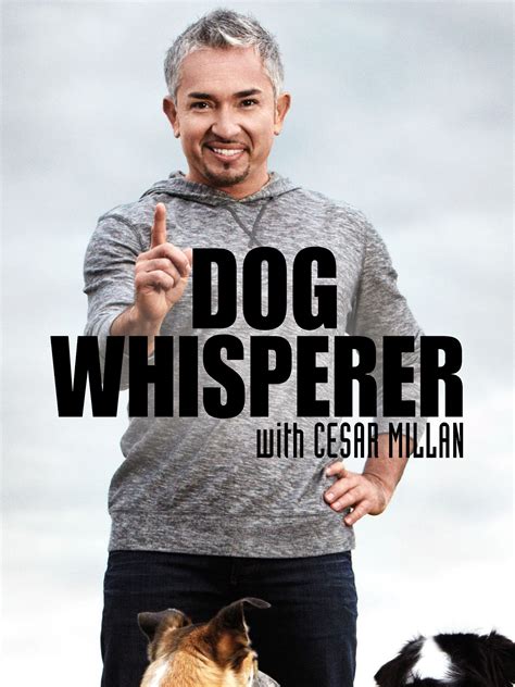 Dog Whisperer - Rotten Tomatoes