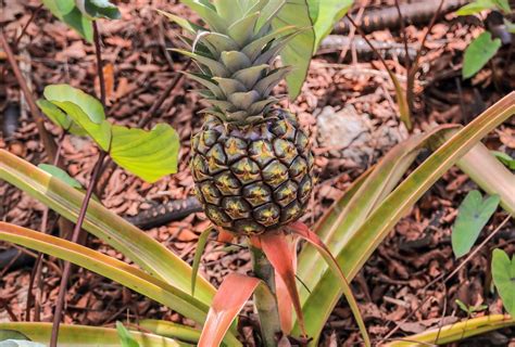 Pineapple Farming: రైతులకి లక్షల్లో ఆదాయం ఇస్తున్న ఈ పంట.!