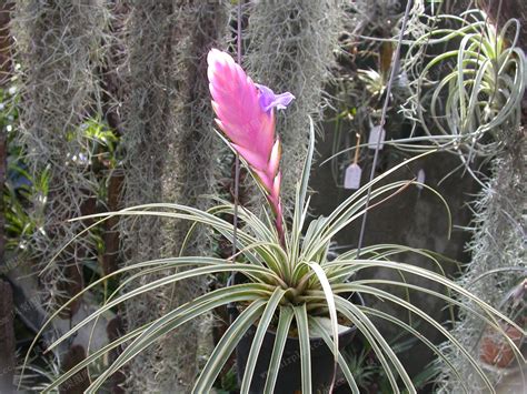 11 Sample Tillandsia Varieties For Small Space | Home decorating Ideas