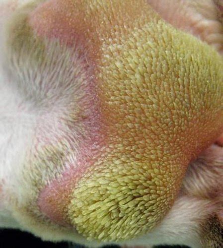 Dog Paw Pad Hyperkeratosis: Causes & Treatments