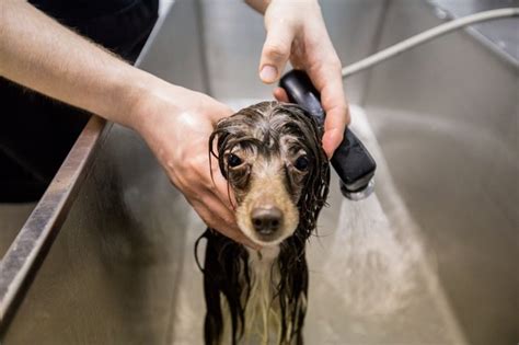 The Best Dog Shampoo for Itching & Allergies | Cuteness