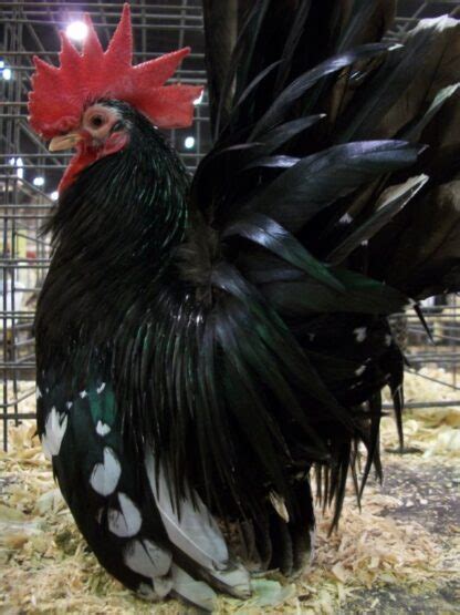 Mottled Japanese Bantam Chickens for Sale | Cackle Hatchery®