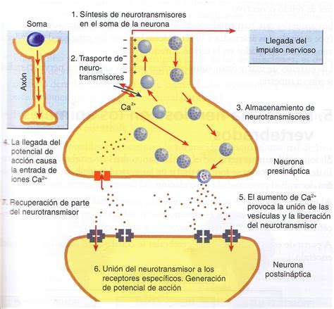 REDES NEURONALES