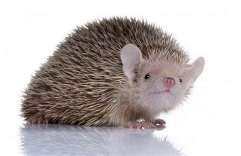 Lesser hedgehog tenrec, Echinops telfairi | Animals beautiful, Cute ...