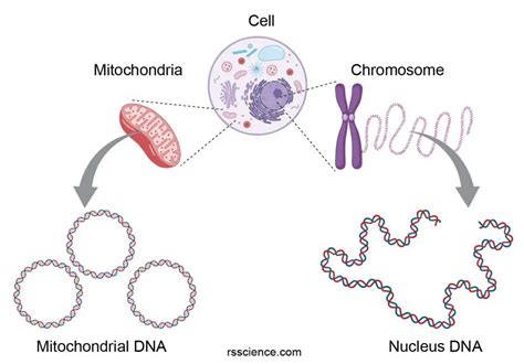 Mitochondria - the powerhouses of the cell - definition, structure, function, and biology - Rs ...