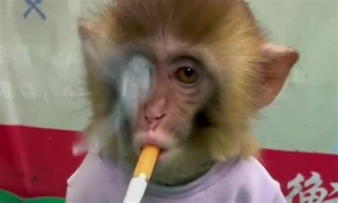 Smoking Monkey Meme