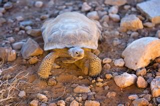 Do not disturb: Imperiled desert tortoise needs its space — and a clean habitat — to survive ...