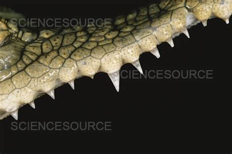 Photograph | Saltwater Crocodile Teeth | Science Source Images