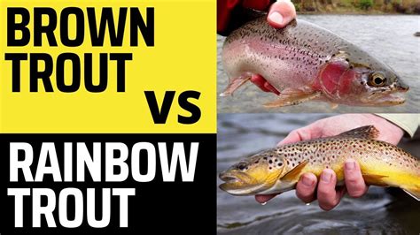 Brown Trout vs Rainbow Trout - What's the Difference? - YouTube