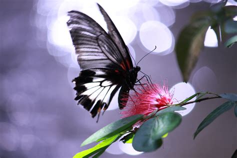 Butterfly at the Butterfly Pavilion April, 2012 | Artist inspiration, Butterfly pavilion, Artist