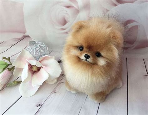 Pomeranian So Cute - Pets Lovers