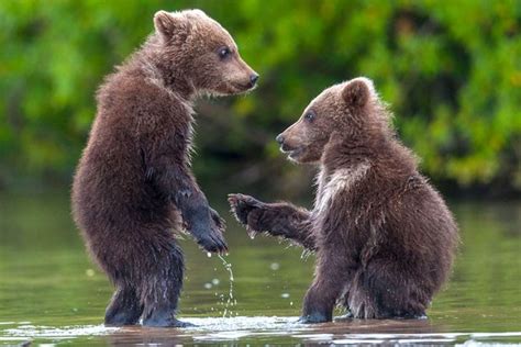 'Give me 5 with your bear hands': Two cute cubs play around in river ...