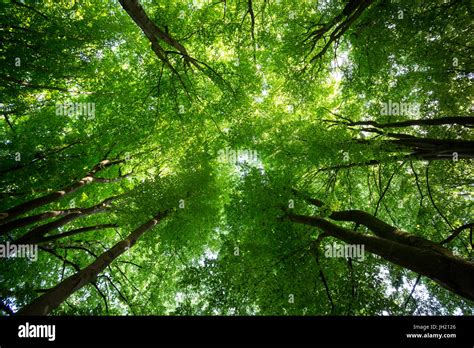 Canopy of a lush green forest seen from below Stock Photo - Alamy