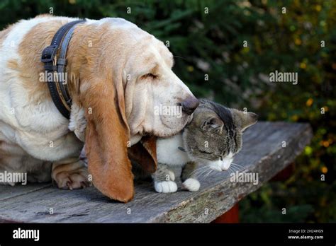 Cat and dog friendship Stock Photo - Alamy