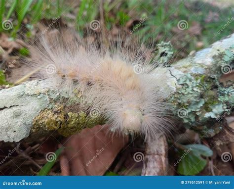 Venomous caterpillar stock image. Image of white, pretty - 279512591