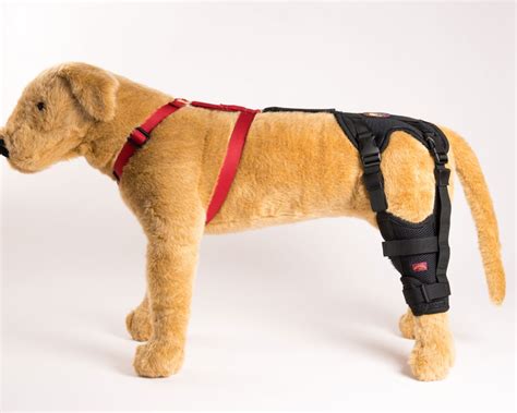 Torn ACL Dog Knee Brace - Bring Back Pain-Free Play Time