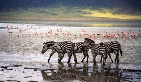 Animals in Ngorongoro Crater - wildlife at ngorongoro crater