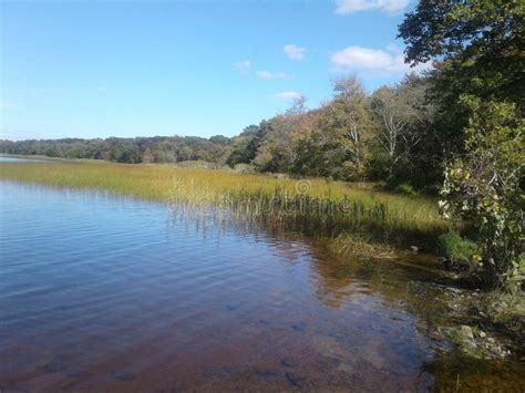 Lake with plants stock image. Image of nature, water - 159889917