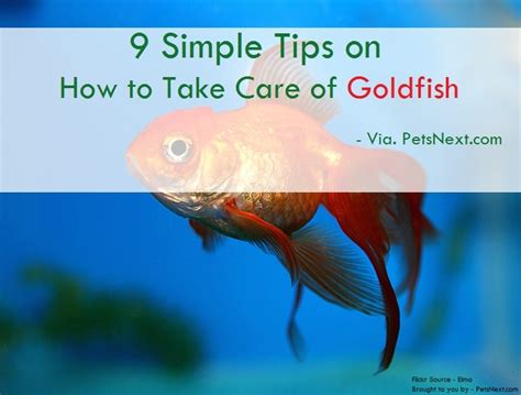 How to Take Care of Goldfish – Pets Next