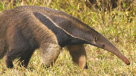 Pesquisadores registram tamanduá-bandeira no Paraná por meio de armadilha fotográfica - Ciência UFPR