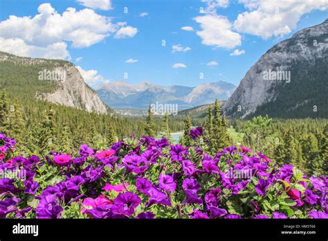 Petunias with mountain view hi-res stock photography and images - Alamy