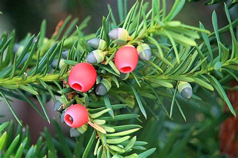 Taxus chinensis (Chinese Yew) | North Carolina Extension Gardener Plant ...