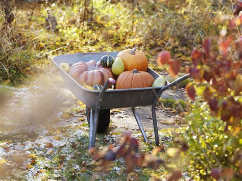 Fall Vegetable Gardening Tips