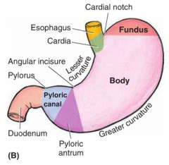 Anatomy Exam 5: Overview of Digestive System Flashcards - Cram.com