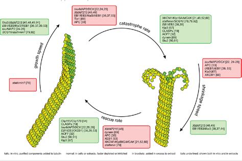 [PDF] Regulation of microtubule dynamic instability. | Semantic Scholar