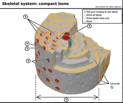 Bone Cross Section Diagram Labeled Osteon Wikipedia Diagram With - Riset