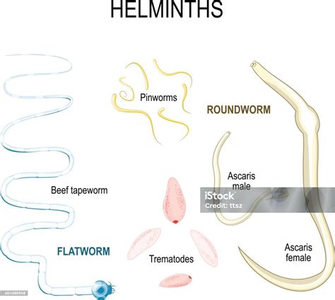 Vetores de Helmintos Tipos De Parasitas Humanos e mais imagens de Nematelminto - Nematelminto ...