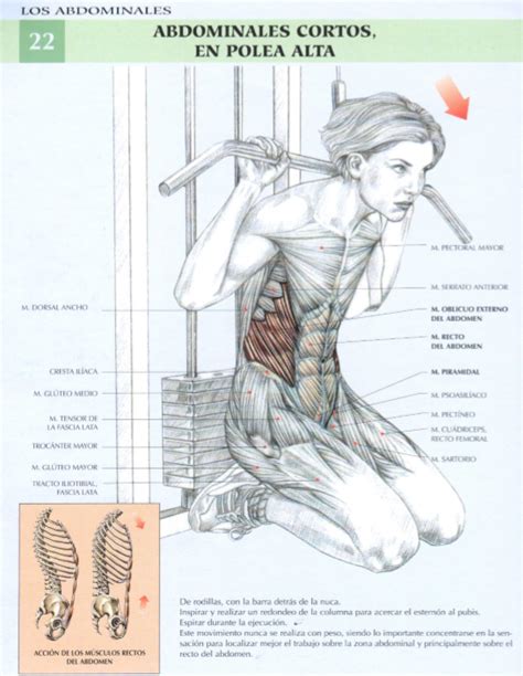 Pin de Ricardo Diaz Tapia en abdominales | Musculacion, Musculo gluteo mayor, Iliaco