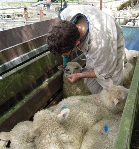 Think before drenching all livestock | The Border Mail | Wodonga, VIC