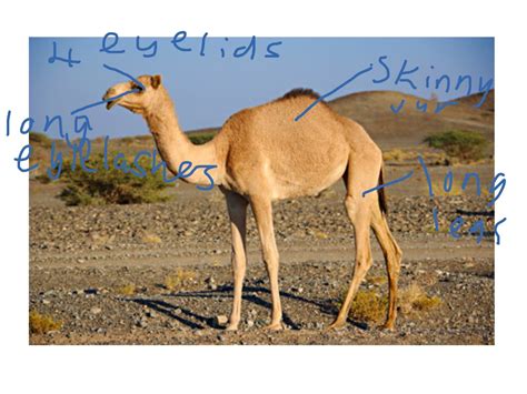 Camel Adaptations