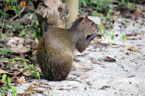 Where to See Costa Rica Wildlife: A Photo Post and Guide