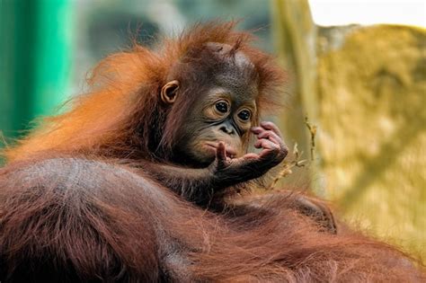 Premium Photo | Bornean orangutan and baby