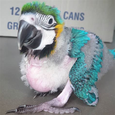 Baby Blue And Gold Macaw For Sale - Terry's Parrot Farm