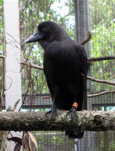 Hawaiian Crow or 'Alala (Corvus hawaiiensis) at KBCC - a photo on ...