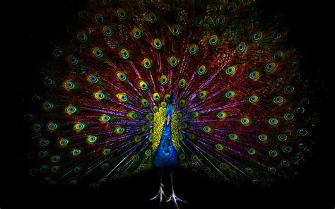 Peacock Feathers Wallpapers Free Download