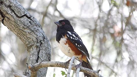 Spotted Towhee +song - YouTube