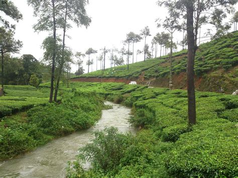 Tea estate in Munnar, Kerala | Nature photography, Tea estate, Nature photos